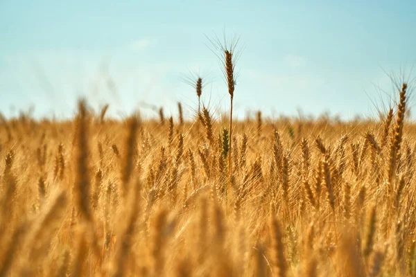 A wheat field on blue sky. Dry grain harvest before harvest. Agriculture. Fit and quality. backdrop of ripening ears of yellow wheat field. Copy space on horizon in rural meadow. Close up nature rich.