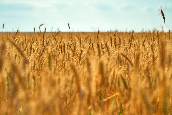 A wheat field on blue sky. Dry grain harvest before harvest. Agriculture. Fit and quality. backdrop of ripening ears of yellow wheat field. Copy space on horizon in rural meadow. Close up nature rich.