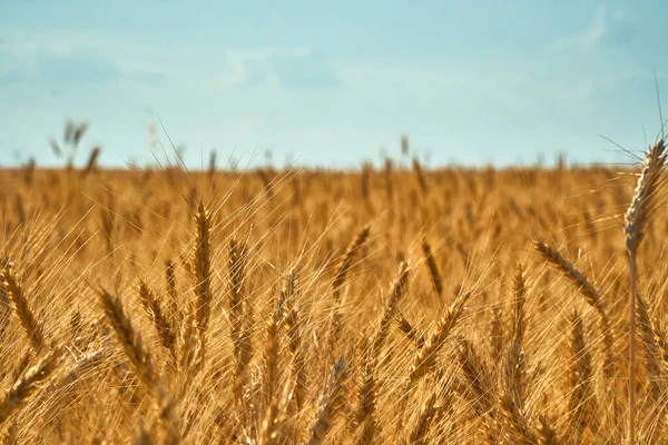 A wheat field on blue sky. Dry grain harvest before harvest. Agriculture. Fit and quality. backdrop of ripening ears of yellow wheat field. Copy space on horizon in rural meadow. Close up nature rich.