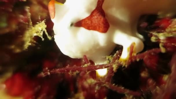 Liten vit röd clown frogfish på en havsbotten — Stockvideo