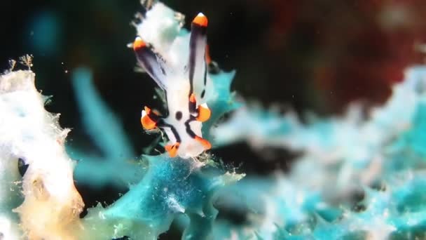 Κοντινό πλάνο προβολής τροπικό μαλακίου Nudibranch κάθεται σε ένα κοράλλι — Αρχείο Βίντεο