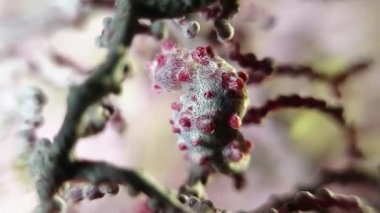 Pigme denizatı (Hippocampus bargibanti) gorgonian mercan üzerinde kapatın