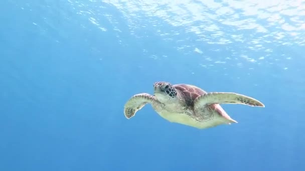 Big Hawksbill tortuga marina nadando hacia y por encima de la cámara en un agua azul del océano — Vídeo de stock