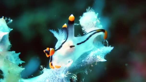 Zár-megjelöl kilátás nyílik a trópusi puhatestű Csupaszkopoltyús csigák ül egy korall — Stock videók
