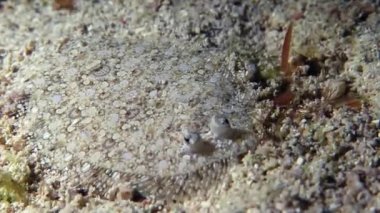 Kumlu yerde Kızıldeniz pisi balığı