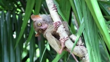 Ağaç gövdesi üzerinde şirin Filipinler Tarsier (Carlito syrichta)