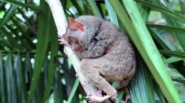 Ağaç gövdesi üzerinde şirin Filipinler Tarsier (Carlito syrichta)