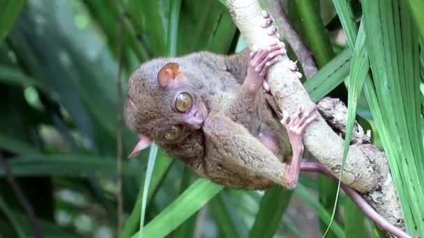 可爱的菲律宾眼镜猴 (卡利托 syrichta) 在树干上 — 图库视频影像