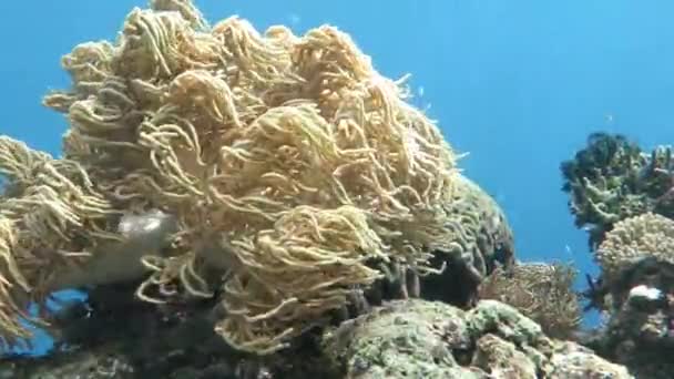 Karang lunak di bawah laut laut kepulauan Filipina — Stok Video