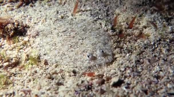 Red sea flounder on the sandy ground — Stock Video