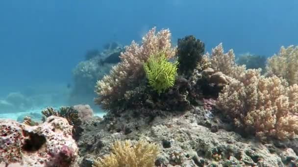 Soft corals underwater seafloor Philippines islands — Stock Video