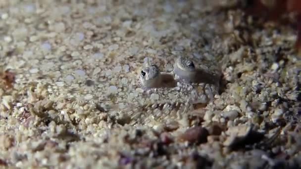 Röda havet flundra på sandstranden marken — Stockvideo