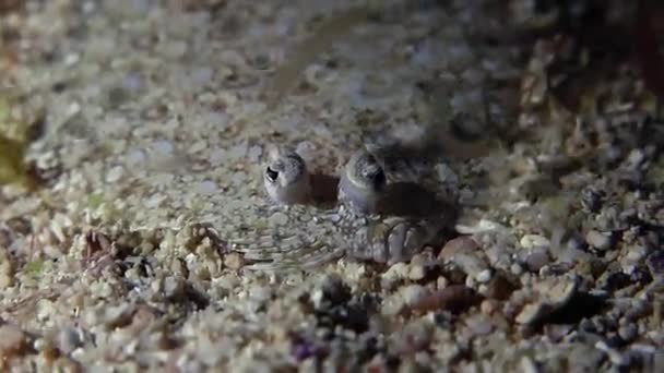 Caçada de solha-do-mar vermelho no solo arenoso — Vídeo de Stock