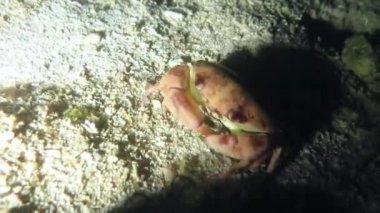 Geceleri deniz yere yürüme Yengeç Sualtı çekim