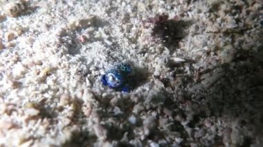 Küçük mürekkepbalığı, kendisi deniz yerde taş ve kum ile gizleme gece vurdu