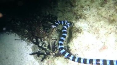 Sualtı yılan, şeritli yılanı (Laticauda colubrina), soğuk su balıkları