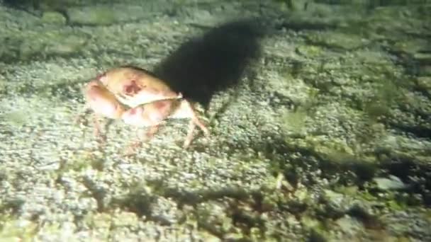 Underwater skott av en krabba går på havet marken på natten — Stockvideo