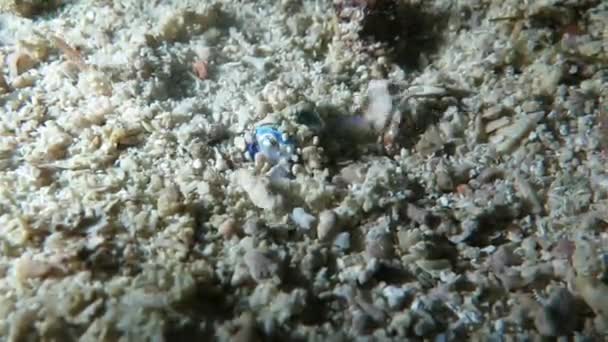 Маленька каракатиця ховається на морській землі з камінням і піском, нічний постріл — стокове відео