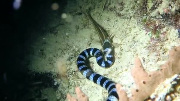 Cobra subaquática, krait liso (Laticauda colubrina), peixe comedor — Vídeo de Stock