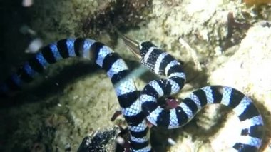 Sualtı yılan, şeritli yılanı (Laticauda colubrina), soğuk su balıkları