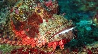 Portre renkli scorpionfish (Scorpaenopsis portresi)