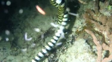Sualtı yılan, şeritli yılanı (Laticauda colubrina) Avcılık