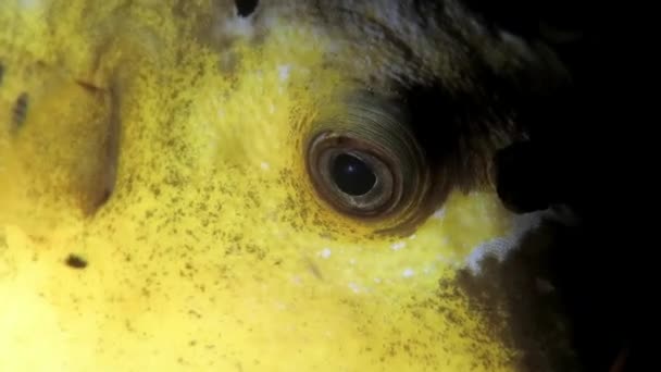 Unterwasser Nahaufnahme Schwarzfleckiger Kugelfisch (arothron nigropunctatus) nachts auf dem Meeresboden, Philippinen — Stockvideo