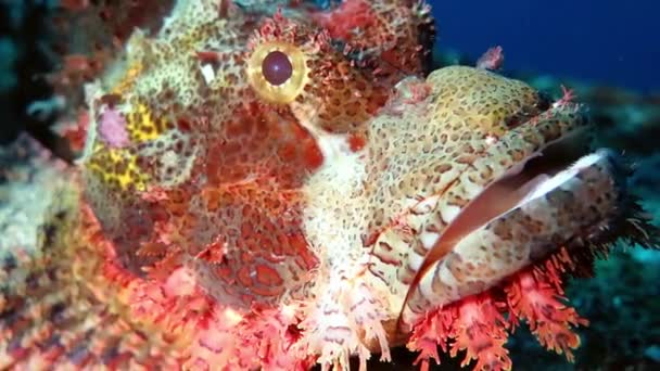 Closeup portrait of the colourful scorpionfish (Scorpaenopsis) — Stock Video