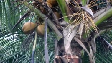 Kayık küreği ile Hindistan cevizi toplamak için alışılmadık bir şekilde