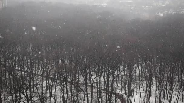 Flysikt til kraftig snøfall i byparken – stockvideo