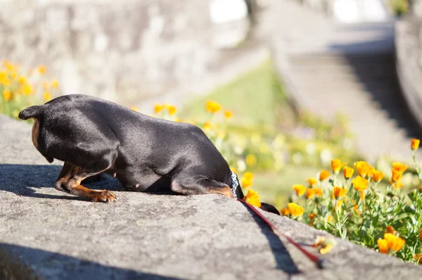 Cão Pinscher — Stockfoto