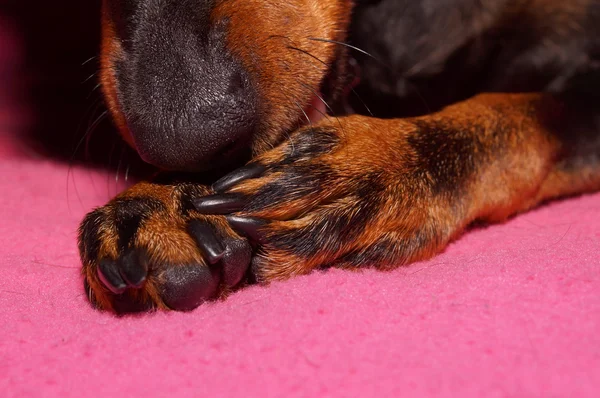 Patas de cão — Stock Photo, Image