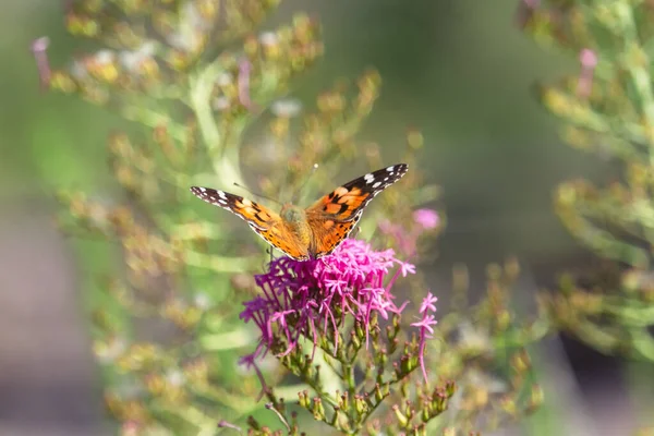 Le beau papillon Vanessa cardui — Photo
