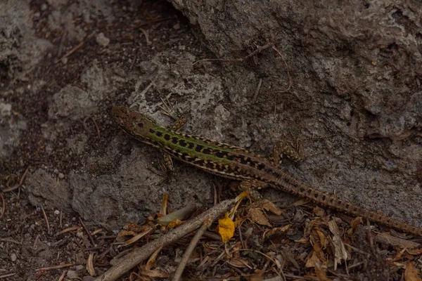 Lagarto tomando el sol en una roca volcánica — Foto de Stock