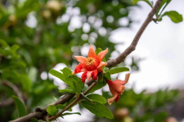 Pomegranate flowers on branch, pomegranate bloom — Stock Photo, Image