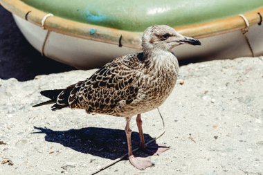 Martı yakın plan - Deniz kenarındaki bir kayanın üzerinde duran bir martının yakın plan görüntüsü ve başını kameraya doğru çeviriyor.