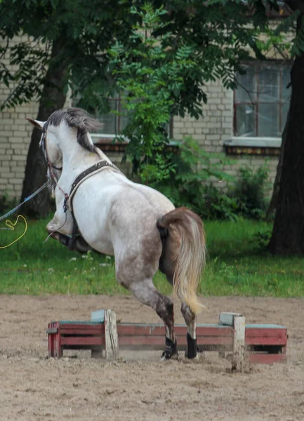 アリーナでの馬との遊び 訓練中の馬 — ストック写真