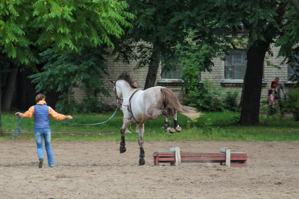 Jeu Avec Cheval Dans Arène Cheval Entraînement — Photo