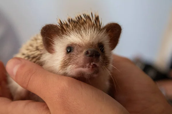 African Pygmy Hedgehog Hand Holding — Stock Photo, Image