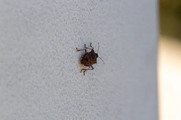 Marrón marmorated stink bug or shield bug Latin halyomorpha halys from the pentatomidae group of insects on a white wall in Italy native to China and Asia but now a serious pest in Europe — Foto de Stock