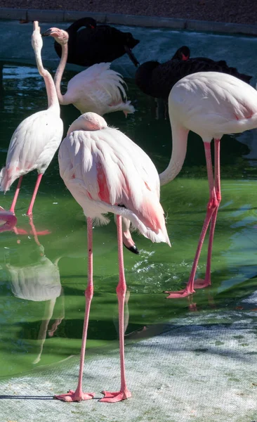 Красивый Снимок Фламинго Идущих Воде Зеленой Водой Заднем Плане — стоковое фото