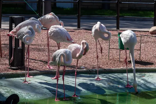 Arka planda yeşil suyla suda yürüyen güzel bir flamingo görüntüsü.