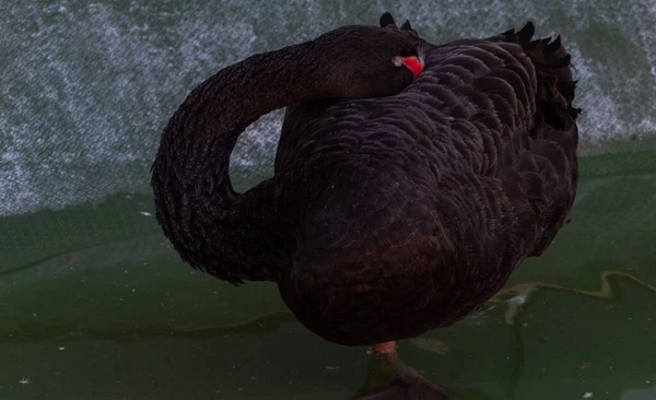 Swimming Black Swan Odessa — Φωτογραφία Αρχείου