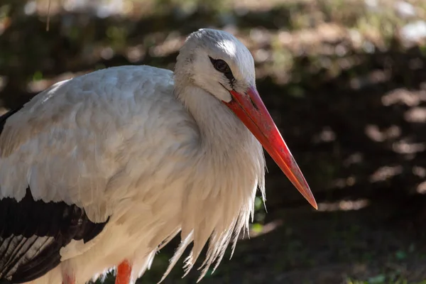 White Stork Shade Stands Grass Sunny Day — Stock Photo, Image