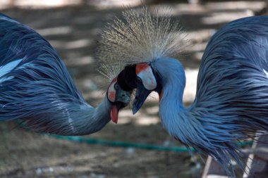 Hayvanat bahçesindeki gri taçlı vincin (Balearica regulorum) portresi gölgede saklanıyor