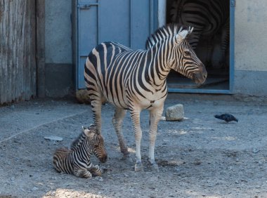 Yavru zebra hayvanat bahçesinde annesinin yanında.