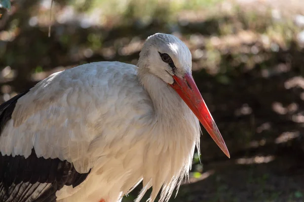 Cigogne Blanche Ombre Tient Dans Herbe Par Une Journée Ensoleillée — Photo