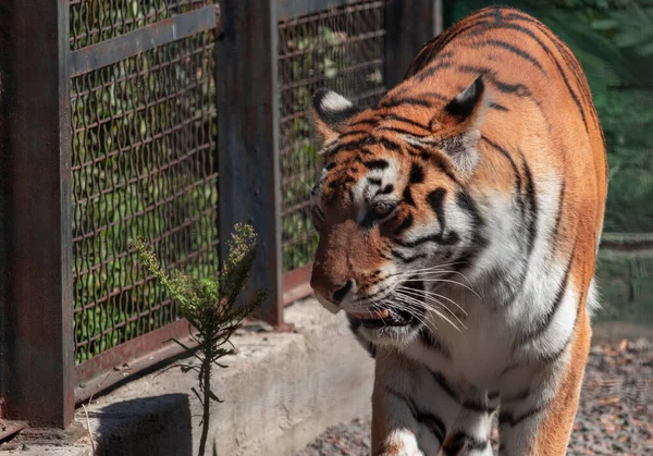 Gros Plan Portrait Avant Pleine Longueur Jeune Tigre Debout — Photo