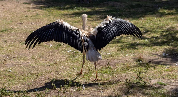 Cigogne Blanche Ombre Tient Dans Herbe Par Une Journée Ensoleillée — Photo