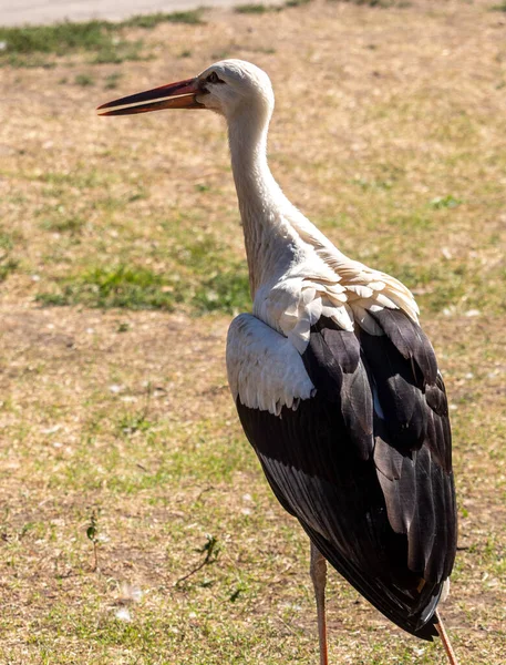 Cigogne Blanche Ombre Tient Dans Herbe Par Une Journée Ensoleillée — Photo